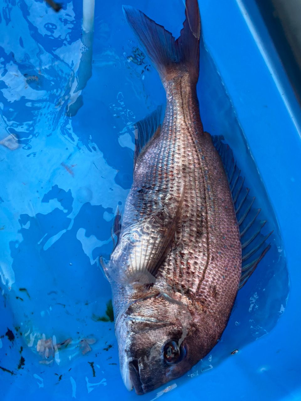 へなちょこアングラーさんの釣果 3枚目の画像