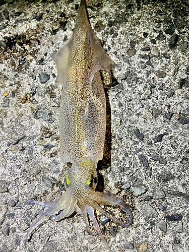 ヤリイカの釣果