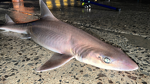 サメの釣果