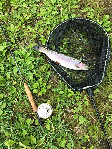 ニジマスの釣果