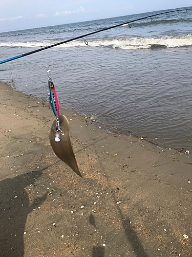 シタビラメの釣果