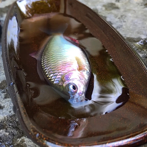 ヤリタナゴの釣果