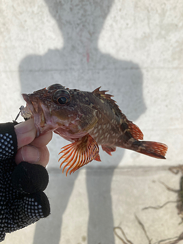 カサゴの釣果