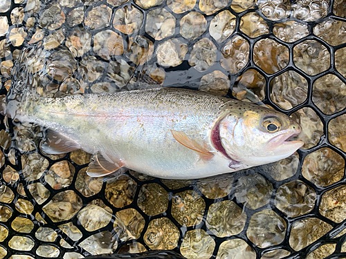 ニジマスの釣果