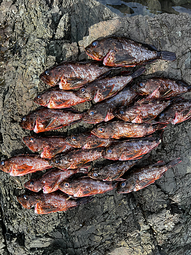 ブラックバスの釣果