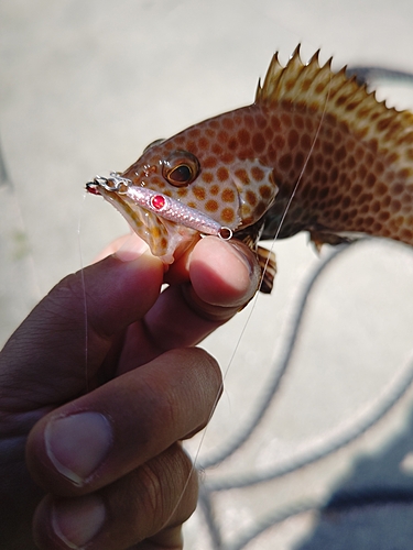 オオモンハタの釣果