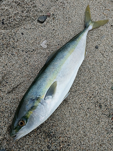 フクラギの釣果