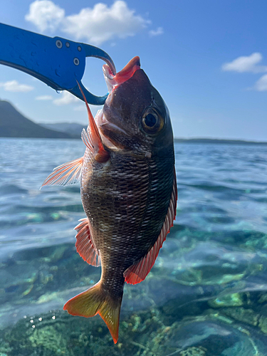 クチナジの釣果