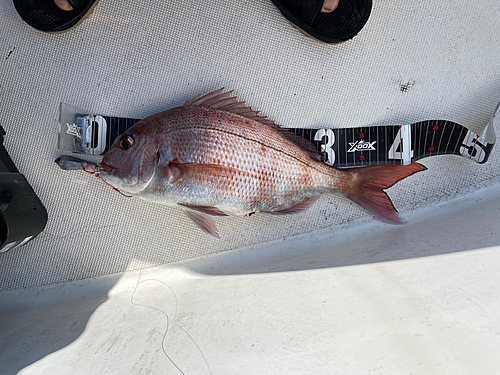 マダイの釣果