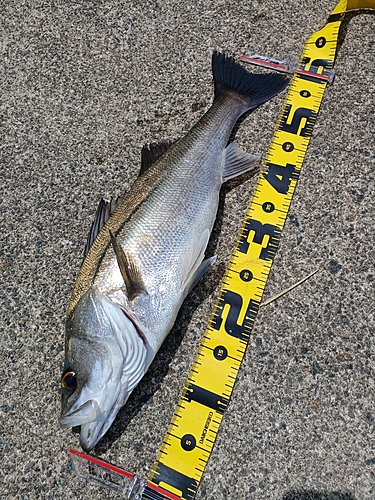 シーバスの釣果