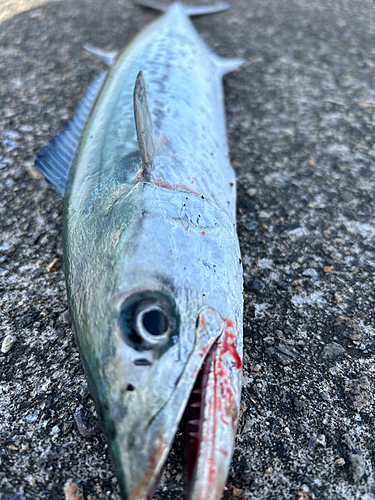 サゴシの釣果