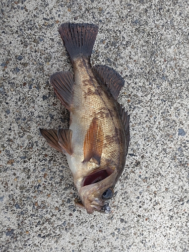 メバルの釣果