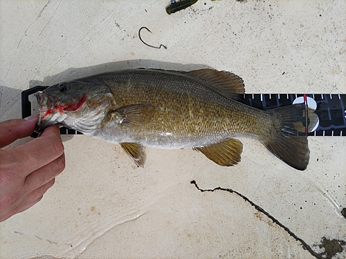 スモールマウスバスの釣果