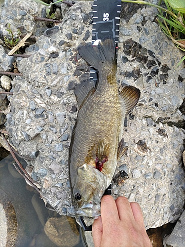 スモールマウスバスの釣果