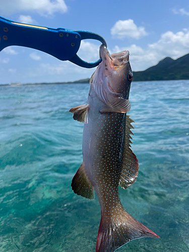 コクハンアラの釣果