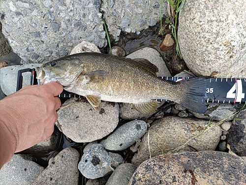 スモールマウスバスの釣果