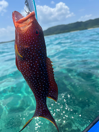 バラハタの釣果