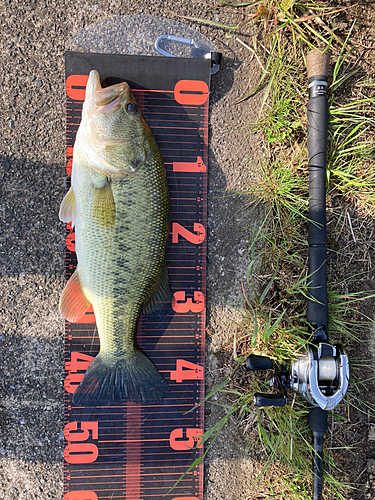 ブラックバスの釣果