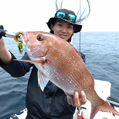 マダイの釣果