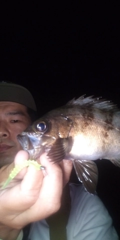 シロメバルの釣果