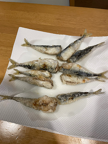 サバの釣果