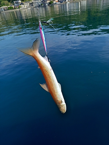 エソの釣果