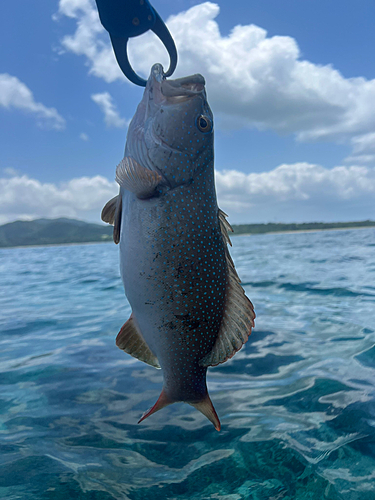 コクハンアラの釣果