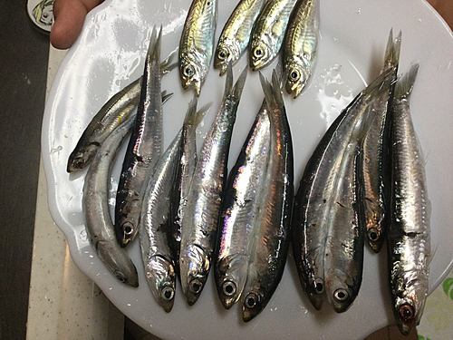 沖洲マリンピアで釣れたイワシの釣り・釣果情報 - アングラーズ | 釣果 