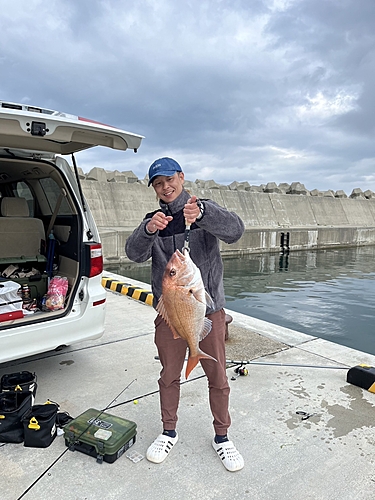 マダイの釣果