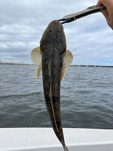 マゴチの釣果