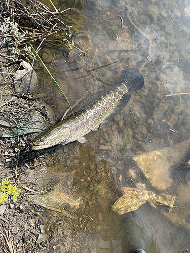 釣果