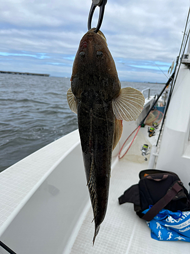 マゴチの釣果