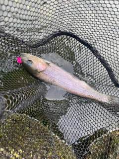 ニジマスの釣果