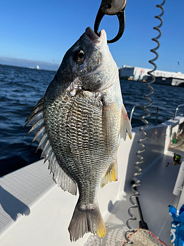 キビレの釣果