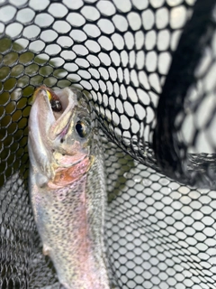 ニジマスの釣果