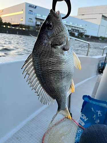 キビレの釣果