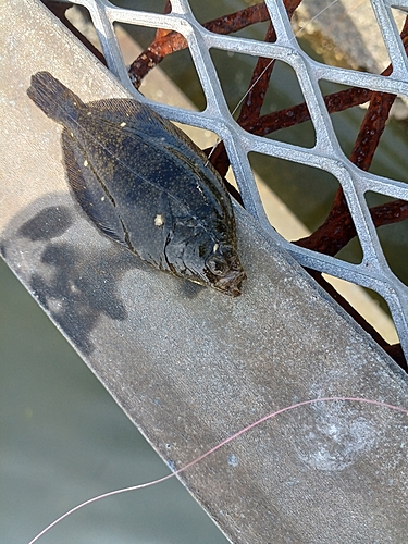 カレイの釣果