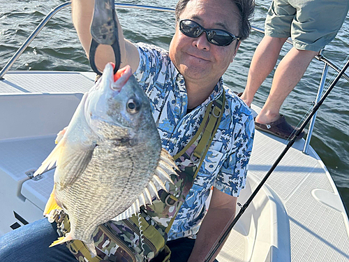 キビレの釣果