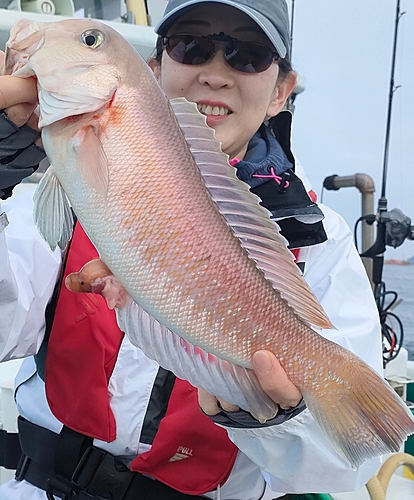 シロアマダイの釣果