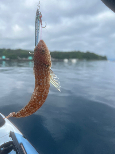 エソの釣果