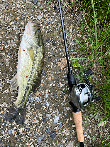 ブラックバスの釣果