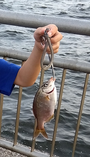 ウミタナゴの釣果