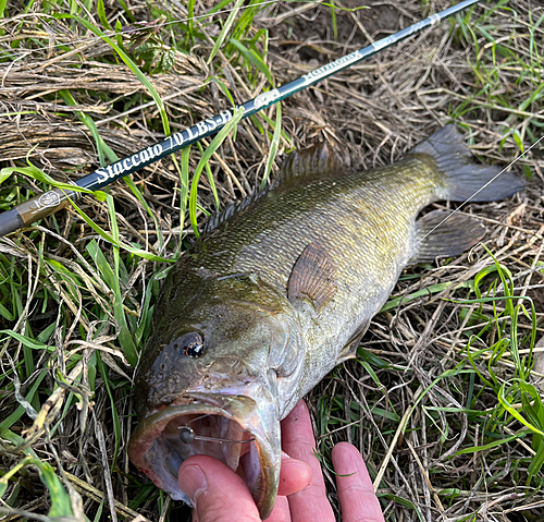 スモールマウスバスの釣果