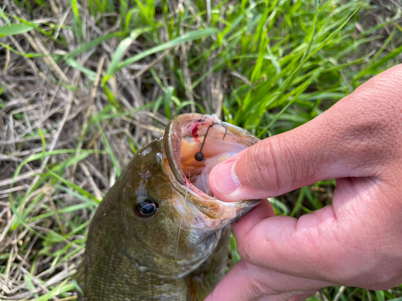 スモールマウスバス