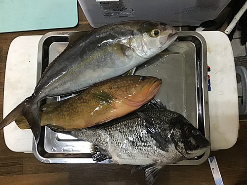 ネリゴの釣果