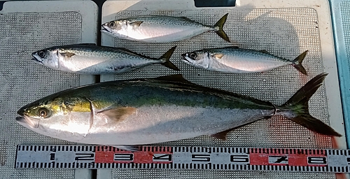 サバの釣果