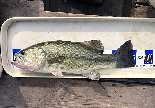 ブラックバスの釣果