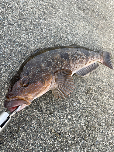 アイナメの釣果