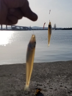 キスの釣果