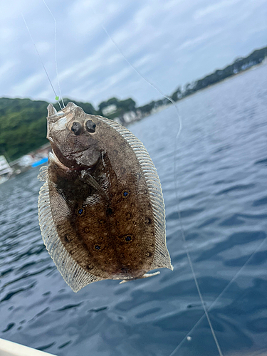 ガンゾウビラメの釣果